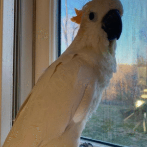 🦜 12 Monate altes Zitronenkakadu-Paar (Männchen + Weibchen)