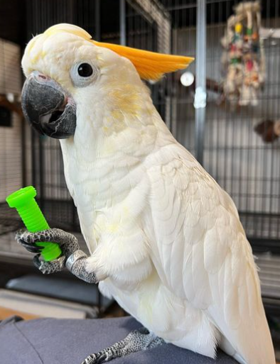 🦜 12 Monate alter Zitronenkakadu (Männchen) – Bild 3