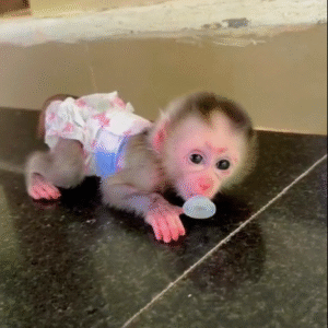 🐒 Adis – Männlicher Makakenaffe