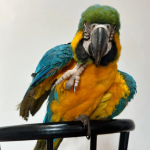 Blaugelb-Ara Papagei kaufen