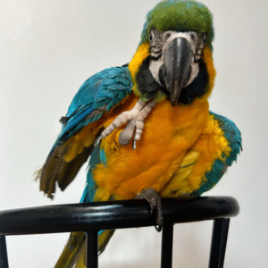 12 Monate alte weibliche Blaugelb-Ara Papagei zu verkaufen 🦜💙💛