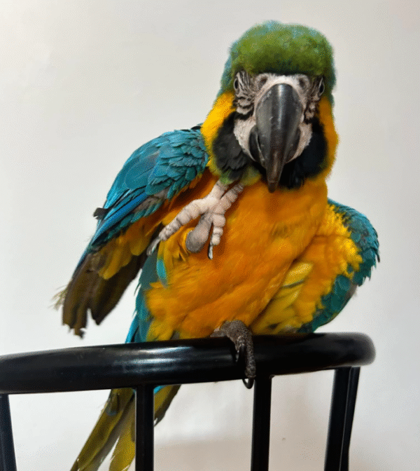 12 Monate alte weibliche Blaugelb-Ara Papagei zu verkaufen 🦜💙💛