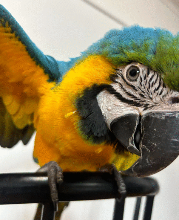 12 Monate alte weibliche Blaugelb-Ara Papagei zu verkaufen 🦜💙💛 - Image 3