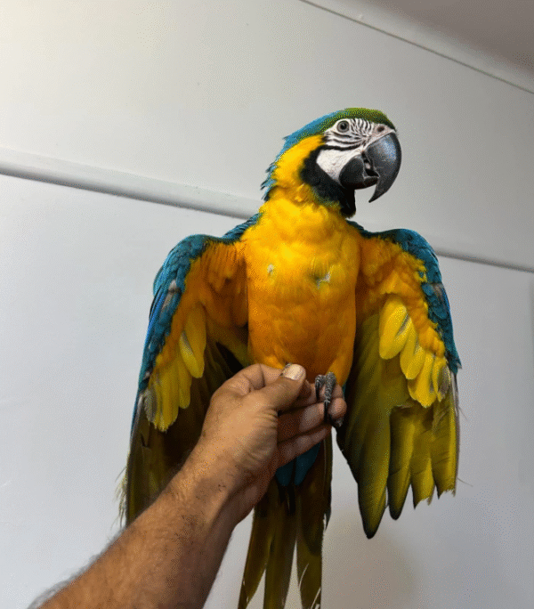 12 Monate alte weibliche Blaugelb-Ara Papagei zu verkaufen 🦜💙💛 - Image 4