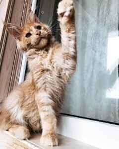 Sly – Männliche Maine-Coon-Katze