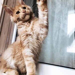 Sly – Männliche Maine-Coon-Katze