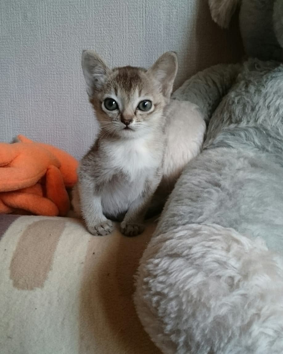 Thor – Weibliche Singapura-Katze – Bild 4