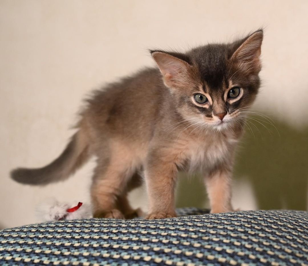 Zazu – Weibliche Somali-Katze – Bild 3