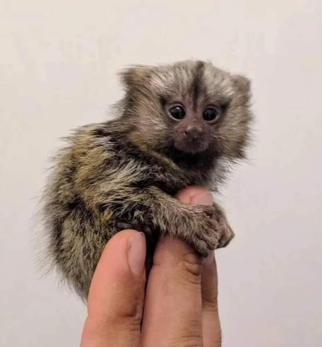 Fingeraffe