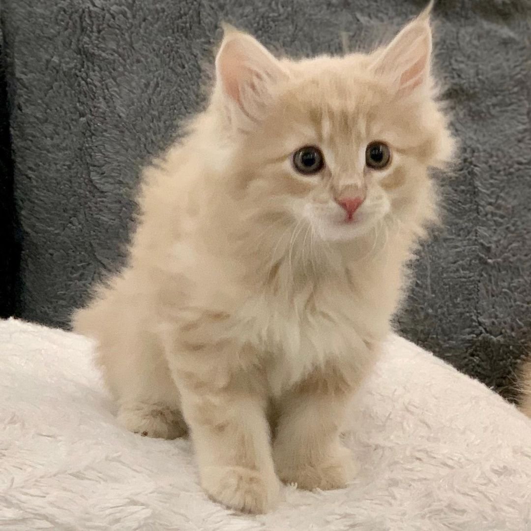 Joey – Männliche Norwegische Waldkatze