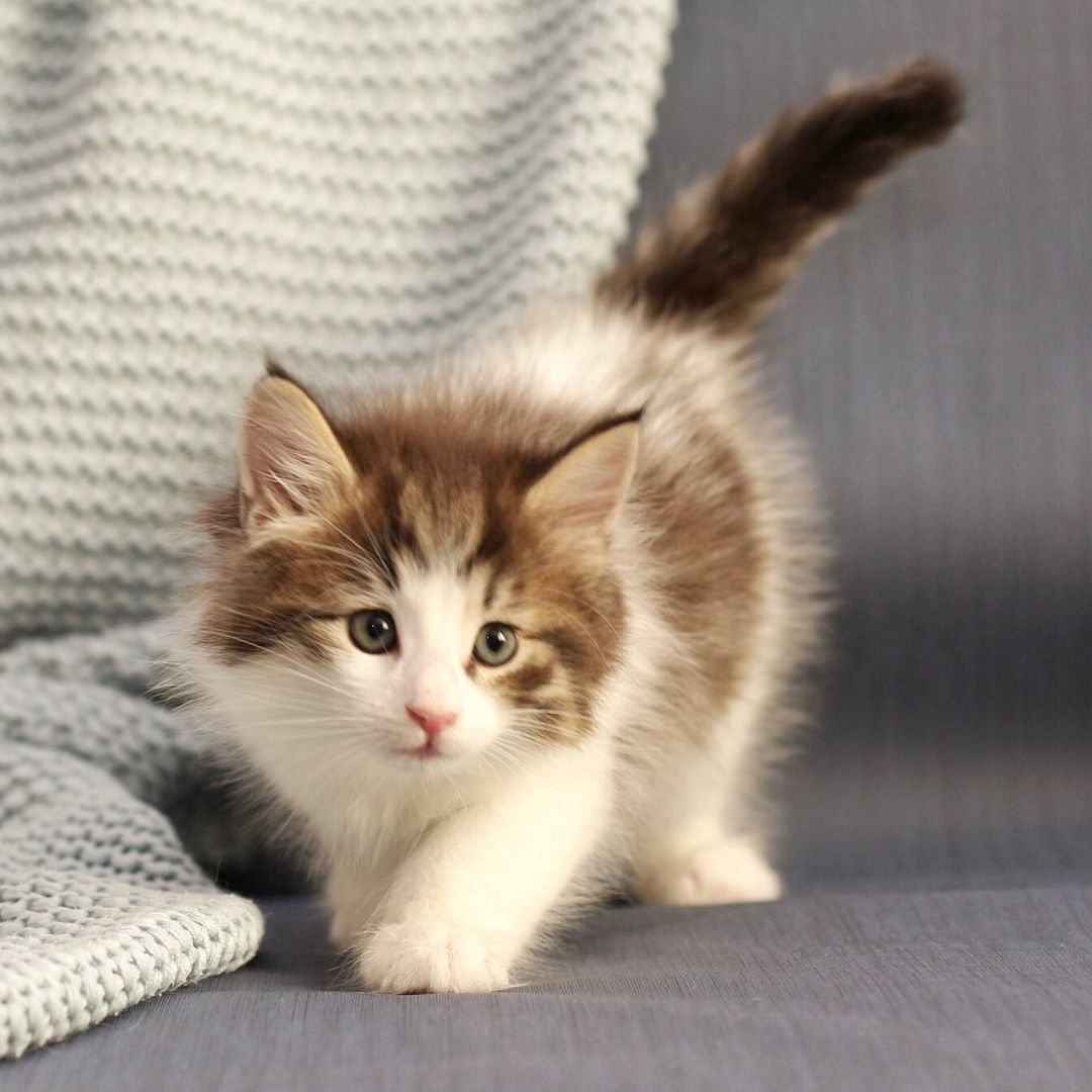 Emma – Weibliche Norwegische Waldkatze