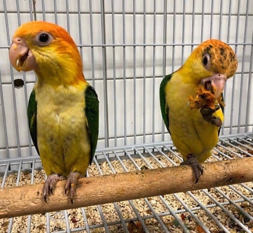 Caique
