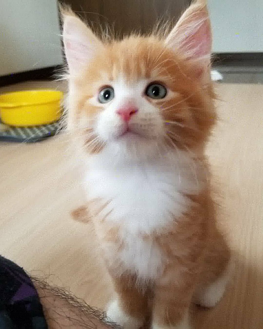 Chief – Weibliche Maine-Coon-Katze – Bild 4