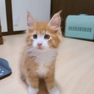 Chief – Weibliche Maine-Coon-Katze