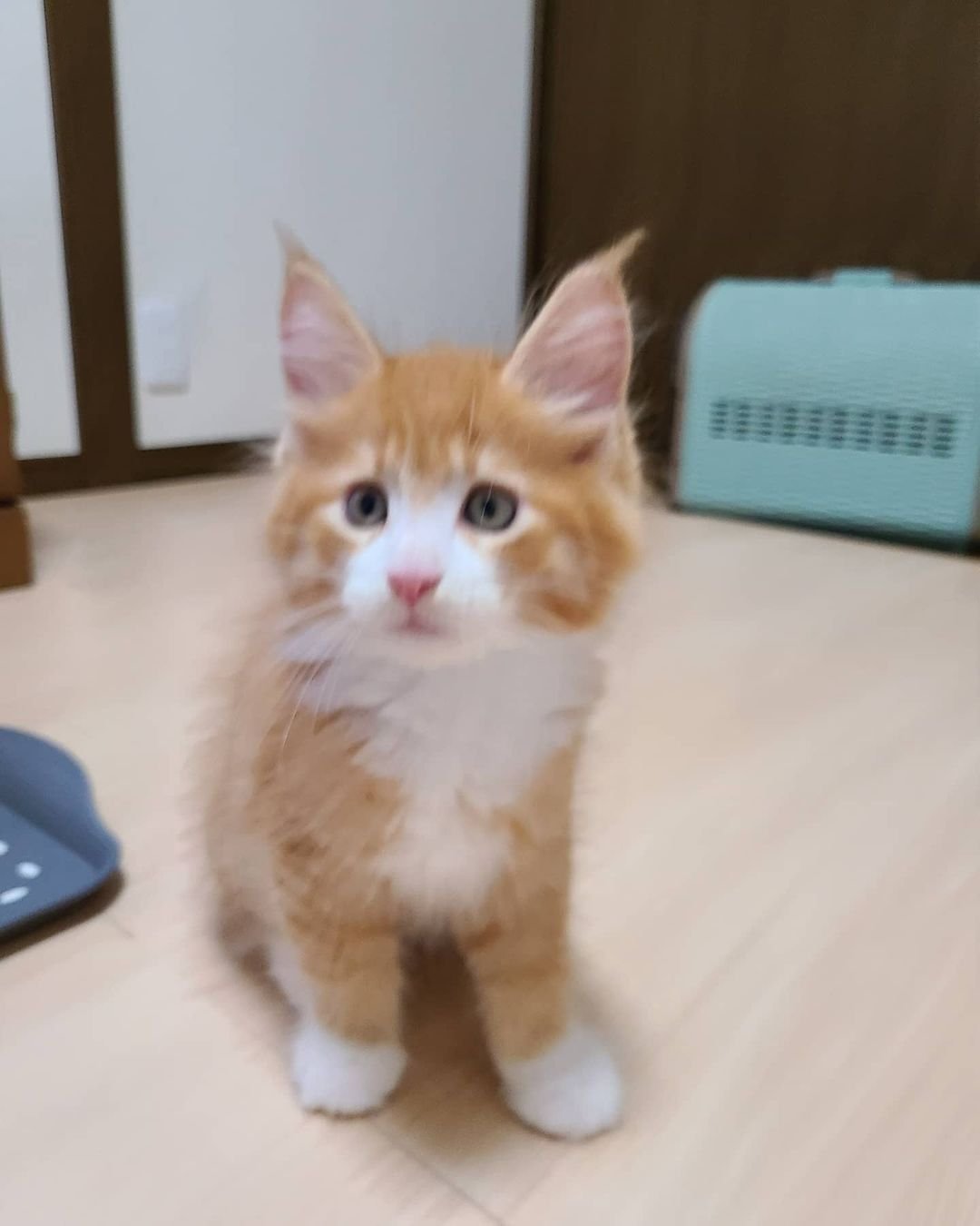Chief – Weibliche Maine-Coon-Katze