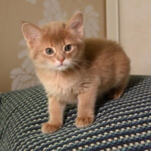 Sarabi – Weibliche Somali-Katze