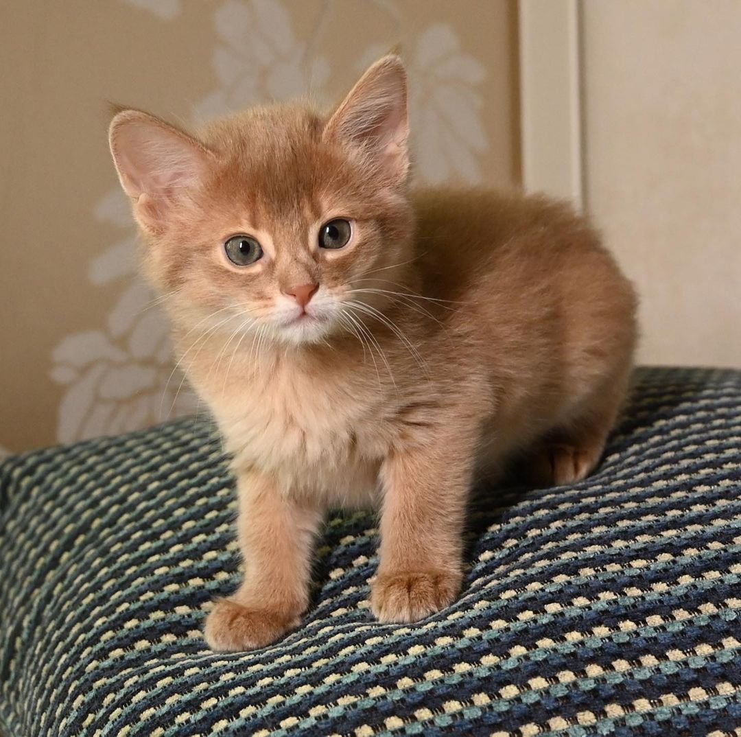 Sarabi – Weibliche Somali-Katze