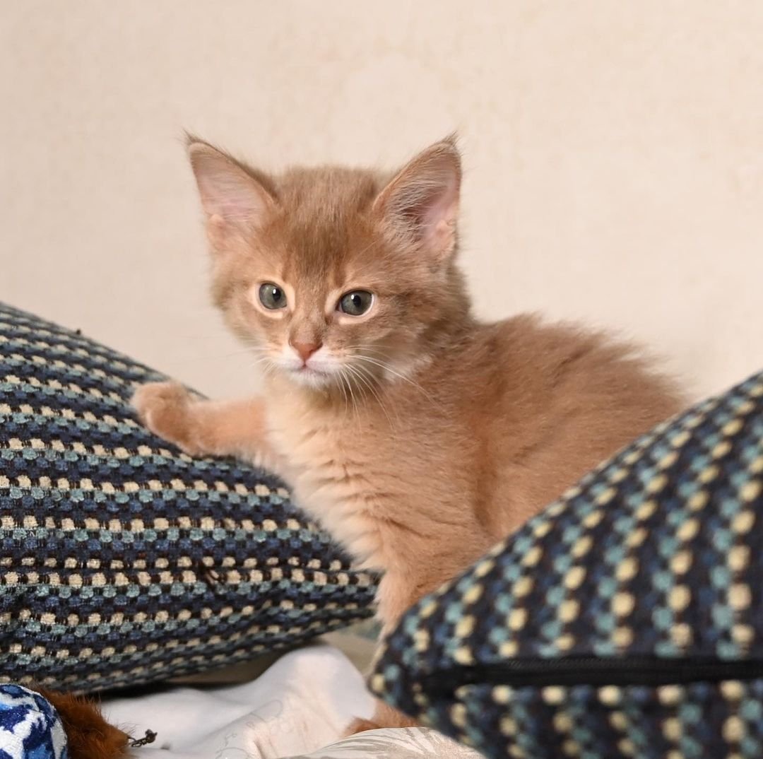 Sarabi – Weibliche Somali-Katze – Bild 3