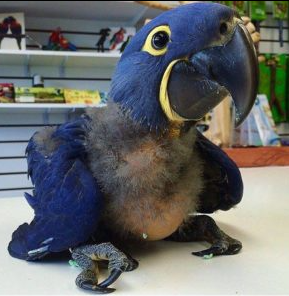 12 Monate alter Hyazinth-Ara – Bild 4