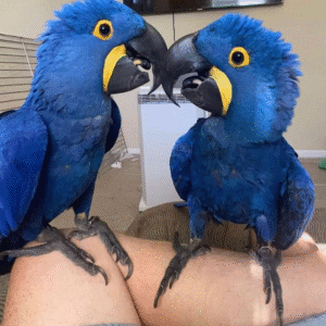 12 Monate alter weiblicher Hyazinth-Ara