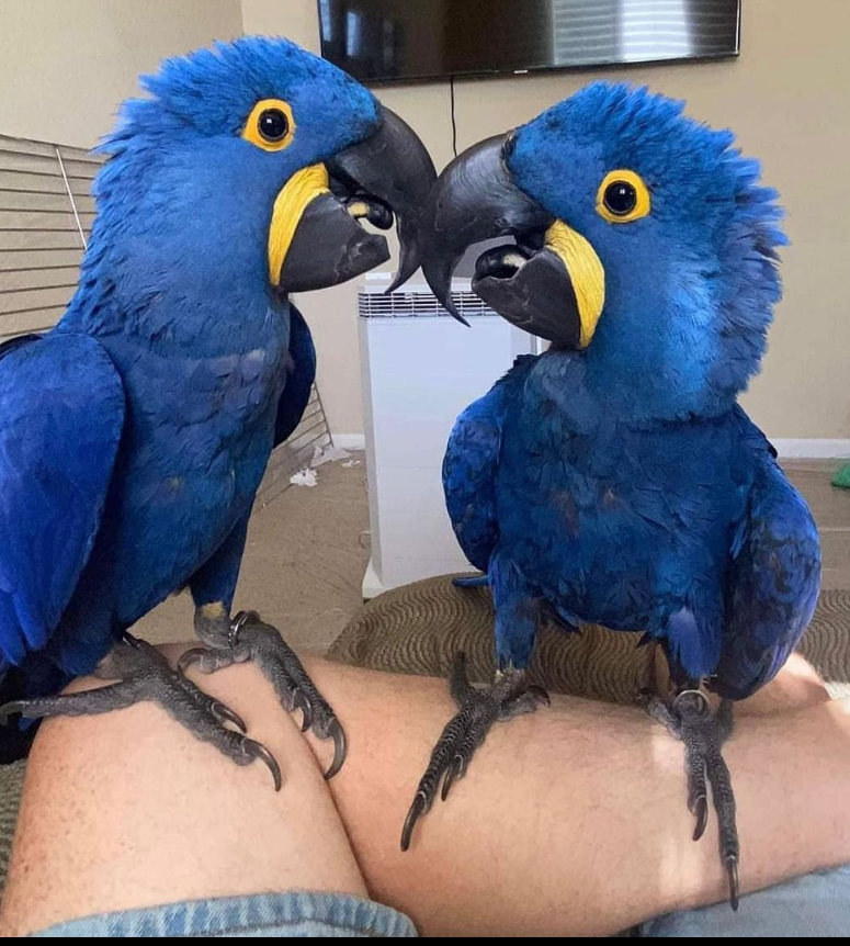 12 Monate alter weiblicher Hyazinth-Ara