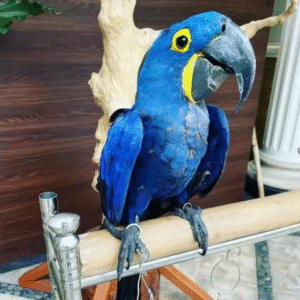 06 Monate alter Hyazinth-Ara (Männchen)