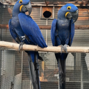 06 Monate altes Hyazinth-Ara Paar (Männlich & Männlich)