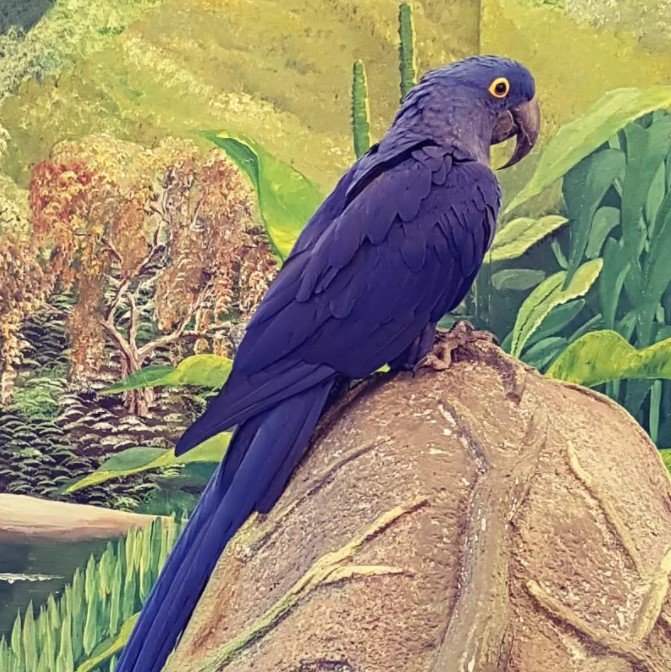 12 Monate alter Hyazinth-Ara