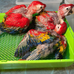 03 Monate altes Scharlachroter Ara-Paar (Weiblich + Weiblich)