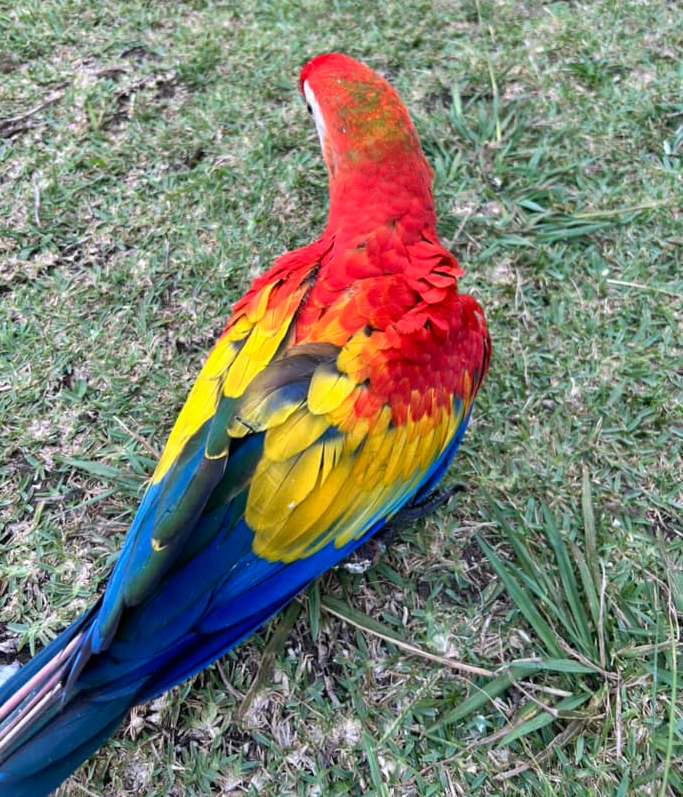 12 Monate altes Scharlachroter Ara-Paar (Weiblich + Weiblich)