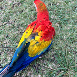 03 Monate altes Scarlet Macaw-Weibchen (Arakanga)