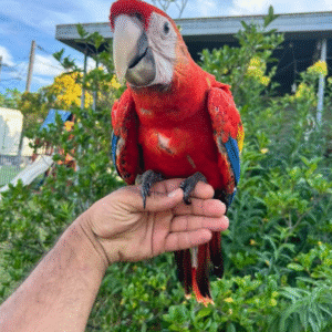 12 Monate altes Scarlet Macaw-Paar (Männlich + Männlich)