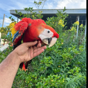 12 Monate altes Scarlet Macaw-Paar (Männlich + Weiblich)
