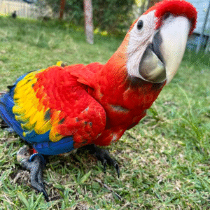 03 Monate alter Scarlet Macaw-Männchen (Arakanga)