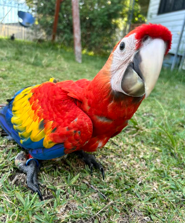 12 Monate altes Scarlet Macaw-Paar (Männlich + Weiblich) – Bild 3