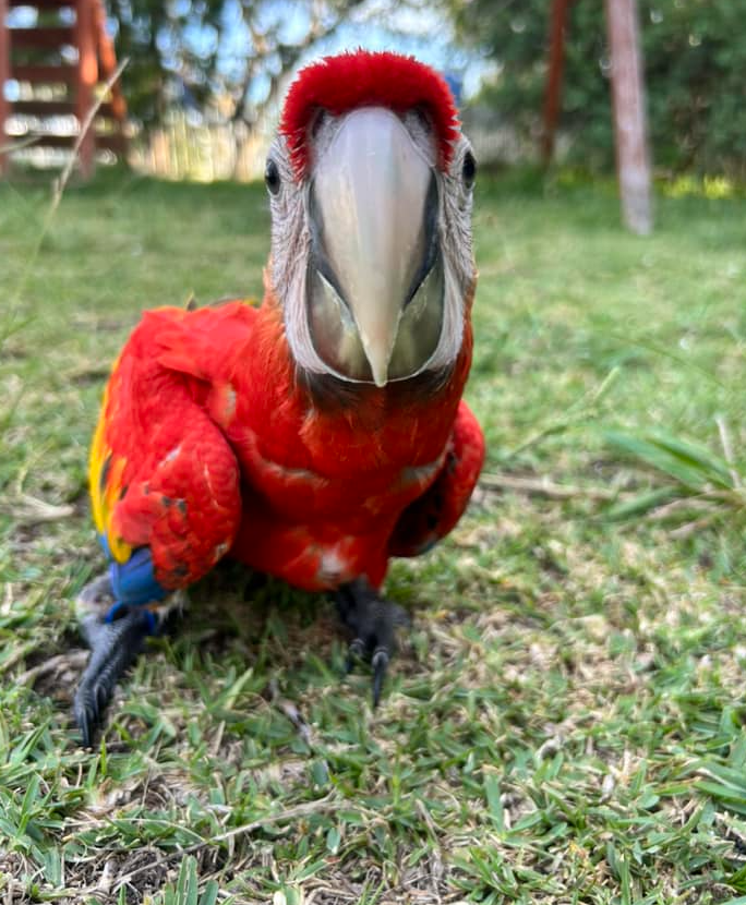 12 Monate altes Scharlachroter Ara-Paar (Weiblich + Weiblich) – Bild 3