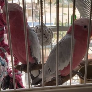 12 Monate altes Rosenbrust-Papagei-Paar (weiblich & weiblich)