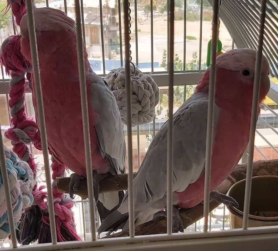 12 Monate altes Rosenbrust-Papagei-Paar (weiblich & weiblich)