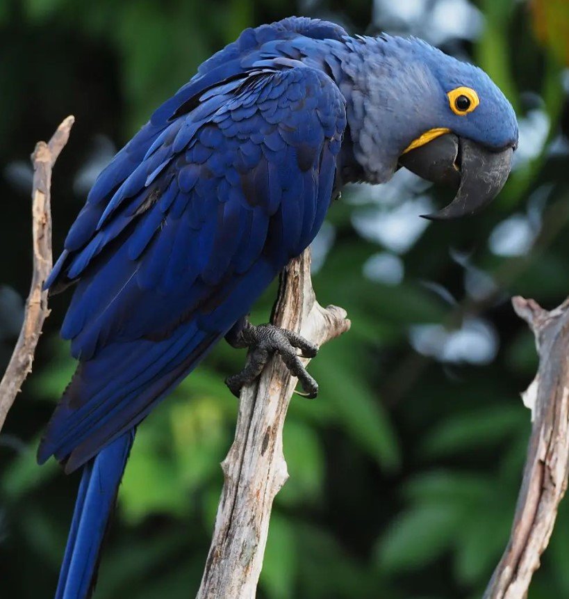 12 Monate altes Hyazinth-Ara-Paar (Männlich + Männlich) – Bild 2