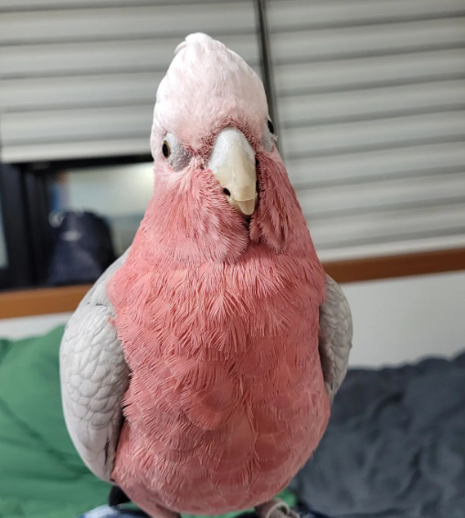 12 Monate altes Rosenbrust-Papagei-Paar (weiblich & weiblich) – Bild 2