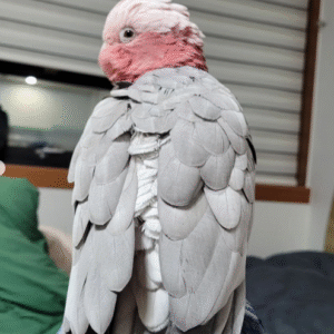 03 Monate altes Galah-Kakadu-Paar (männlich & männlich)