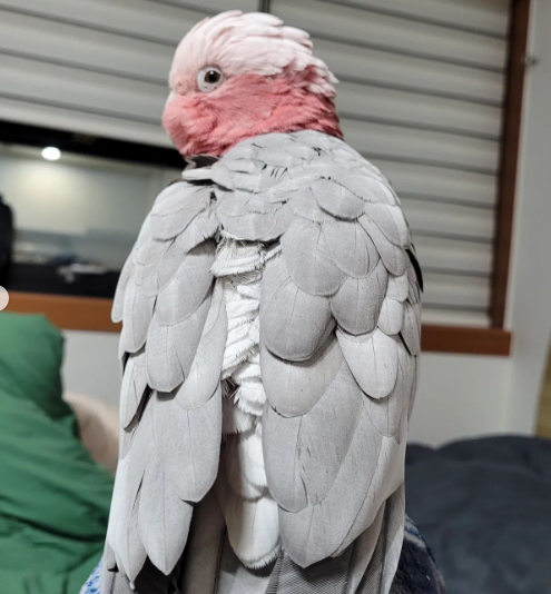 03 Monate altes Galah-Kakadu-Paar (männlich & männlich)