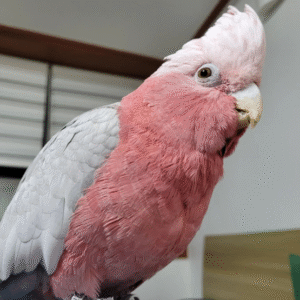 12 Monate alter männlicher Gelbhaubenkakadu