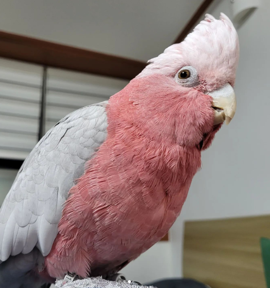 12 Monate alter männlicher Gelbhaubenkakadu