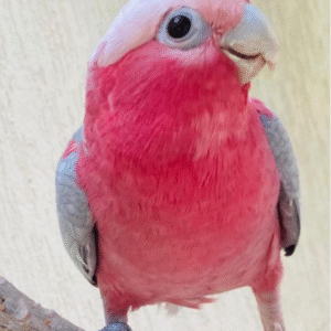 6 Monate alter Rosenbrust-Kakadu