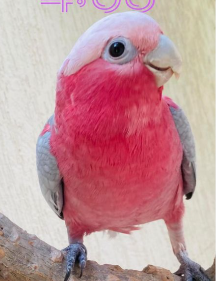 6 Monate alter Rosenbrust-Kakadu