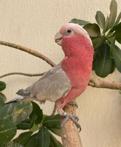 6 Monate alter Rosenbrust-Kakadu – Bild 2