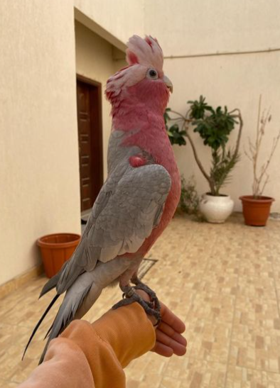 6 Monate alter Rosenbrust-Kakadu – Bild 3