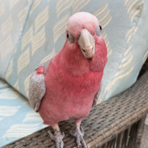 3 Monate alter männlicher Galah-Kakadu
