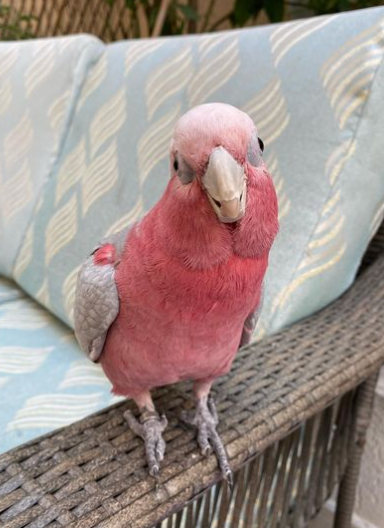 3 Monate alter Galah-Kakadu – Bild 2